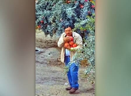 Pomegranate Thief